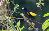 Yellow-rumped Cacique